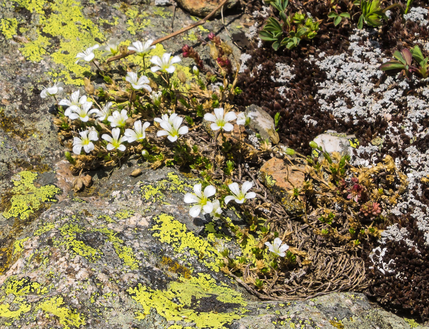 Изображение особи Minuartia imbricata.