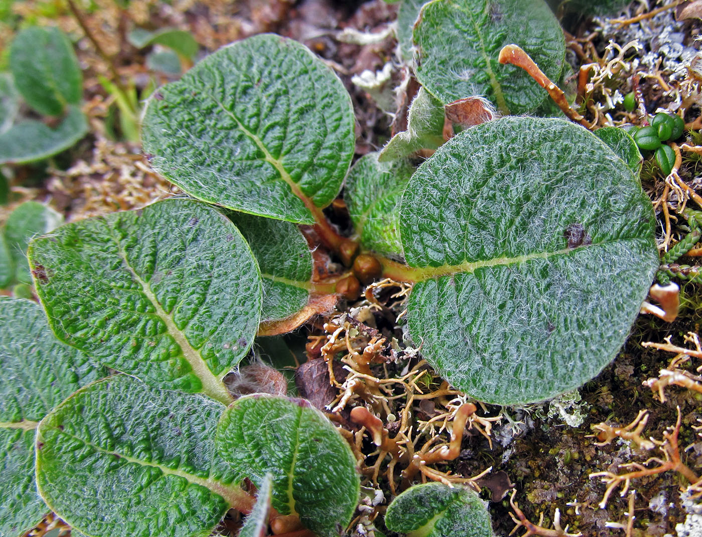 Image of genus Salix specimen.