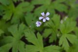 Geranium albiflorum