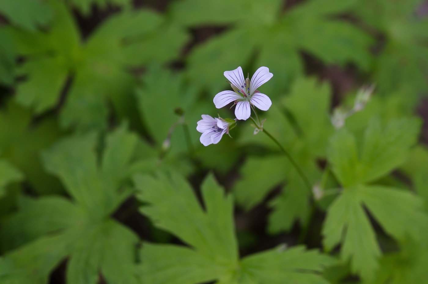 Изображение особи Geranium albiflorum.