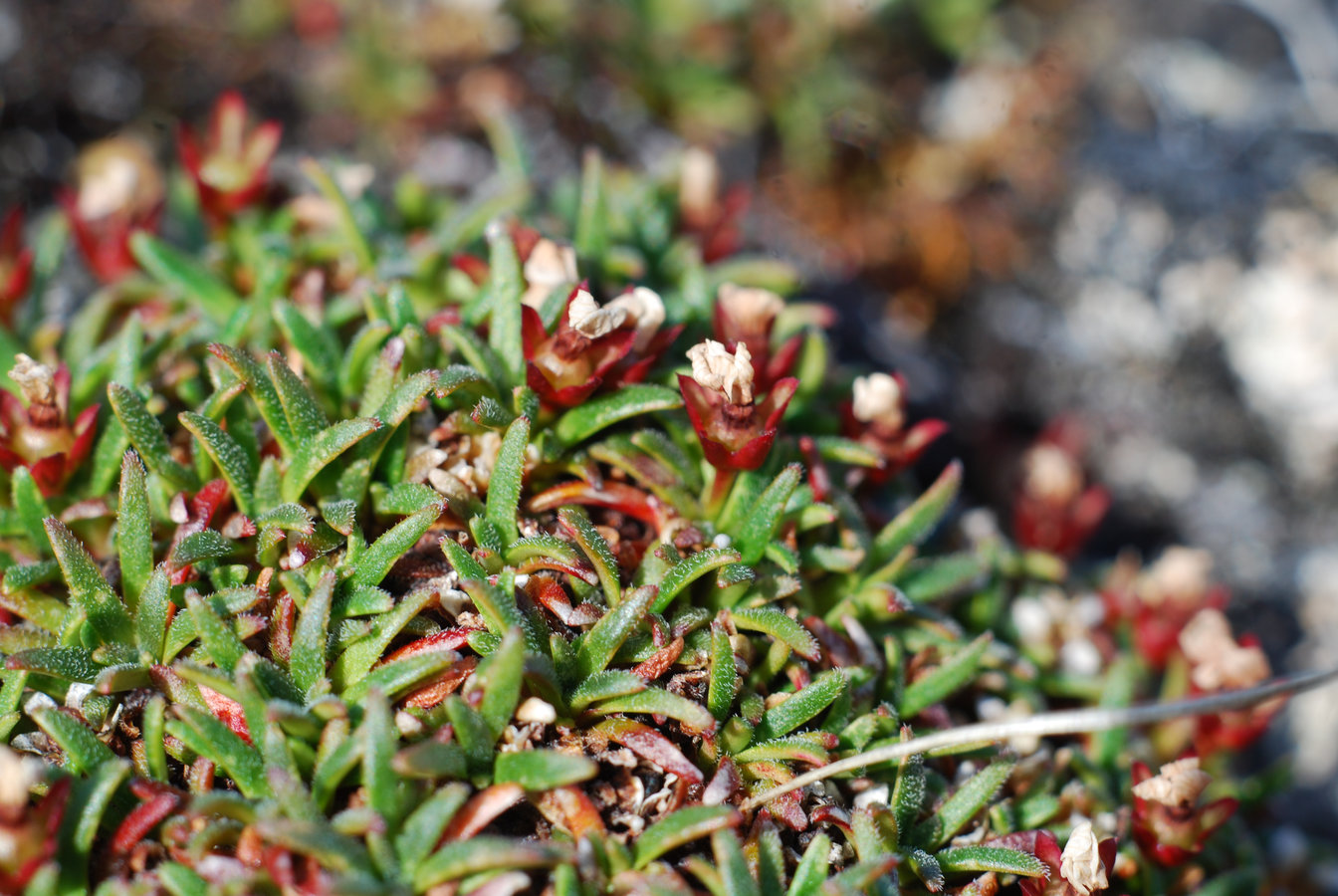 Изображение особи Douglasia ochotensis.