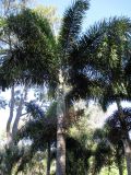 Wodyetia bifurcata. Плодоносящее растение. Австралия, г. Брисбен, ботанический сад. 18.07.2015.