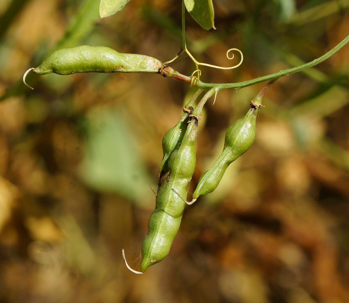 Изображение особи Lathyrus tuberosus.