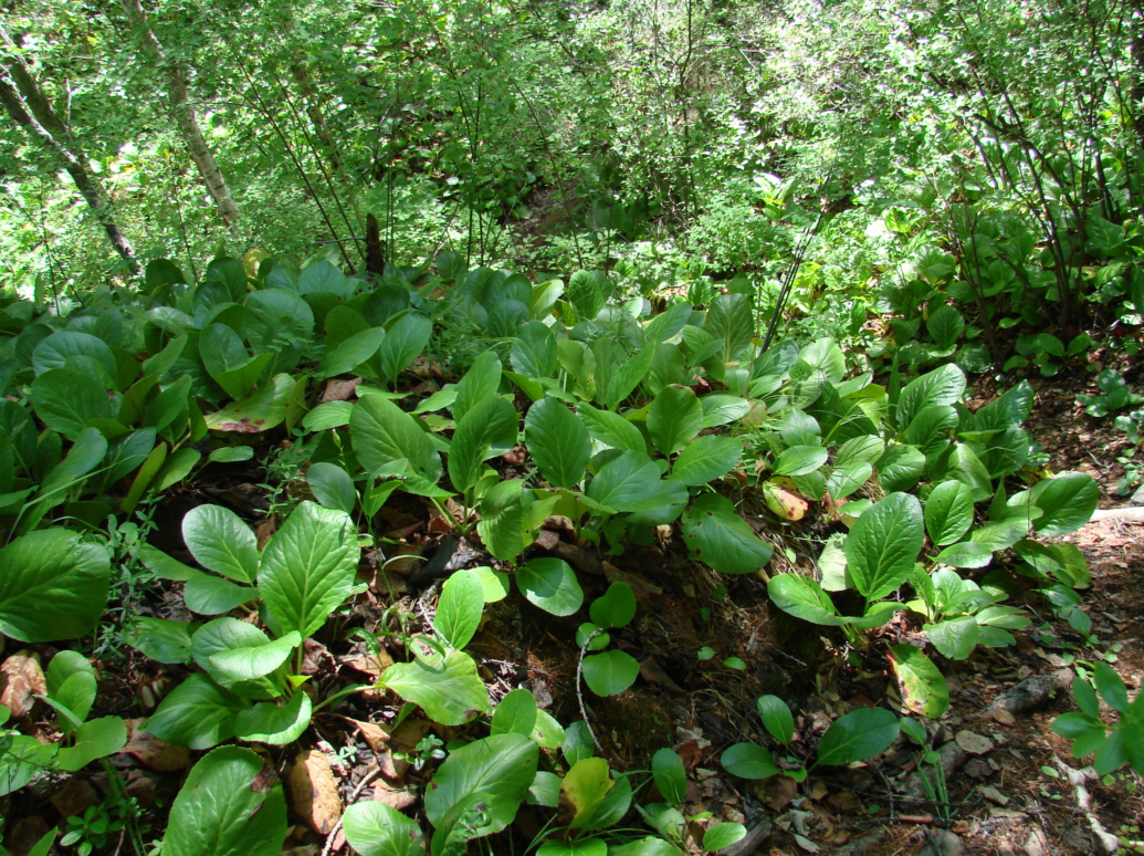 Image of Bergenia crassifolia specimen.