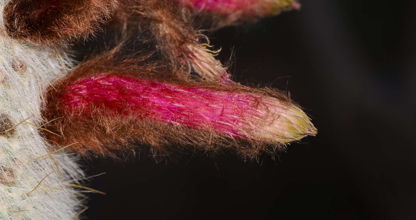 Image of Cleistocactus straussii specimen.