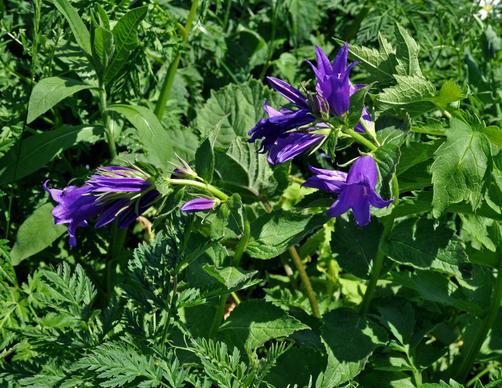 Image of Campanula latifolia specimen.