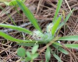 Plantago cretica. Цветущее растение. Израиль, к востоку от большого Тель-Авива, Национальный парк Мигдаль Цедек, гарига. 05.03.2018.