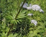 Valeriana wolgensis