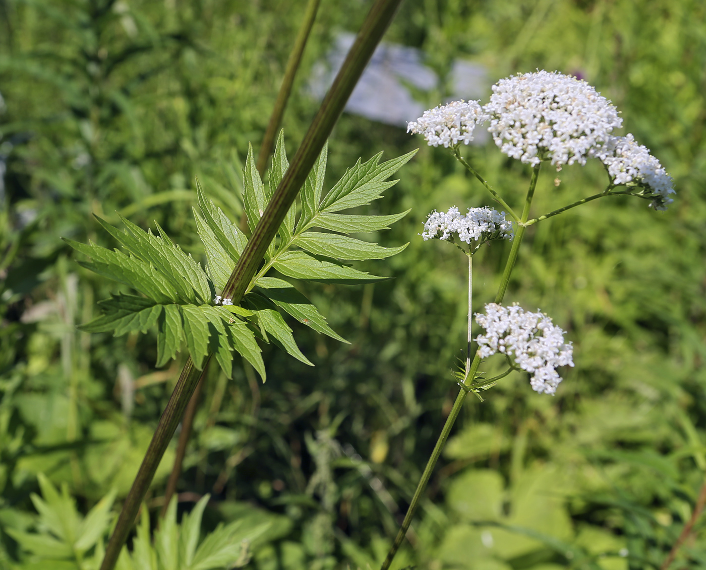 Image of Valeriana wolgensis specimen.