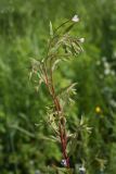 Epilobium adenocaulon. Верхушка цветущего побега. Костромская обл., Судиславский р-н, окр. дер. Магово, выемка ж.-д. 04.07.2017.