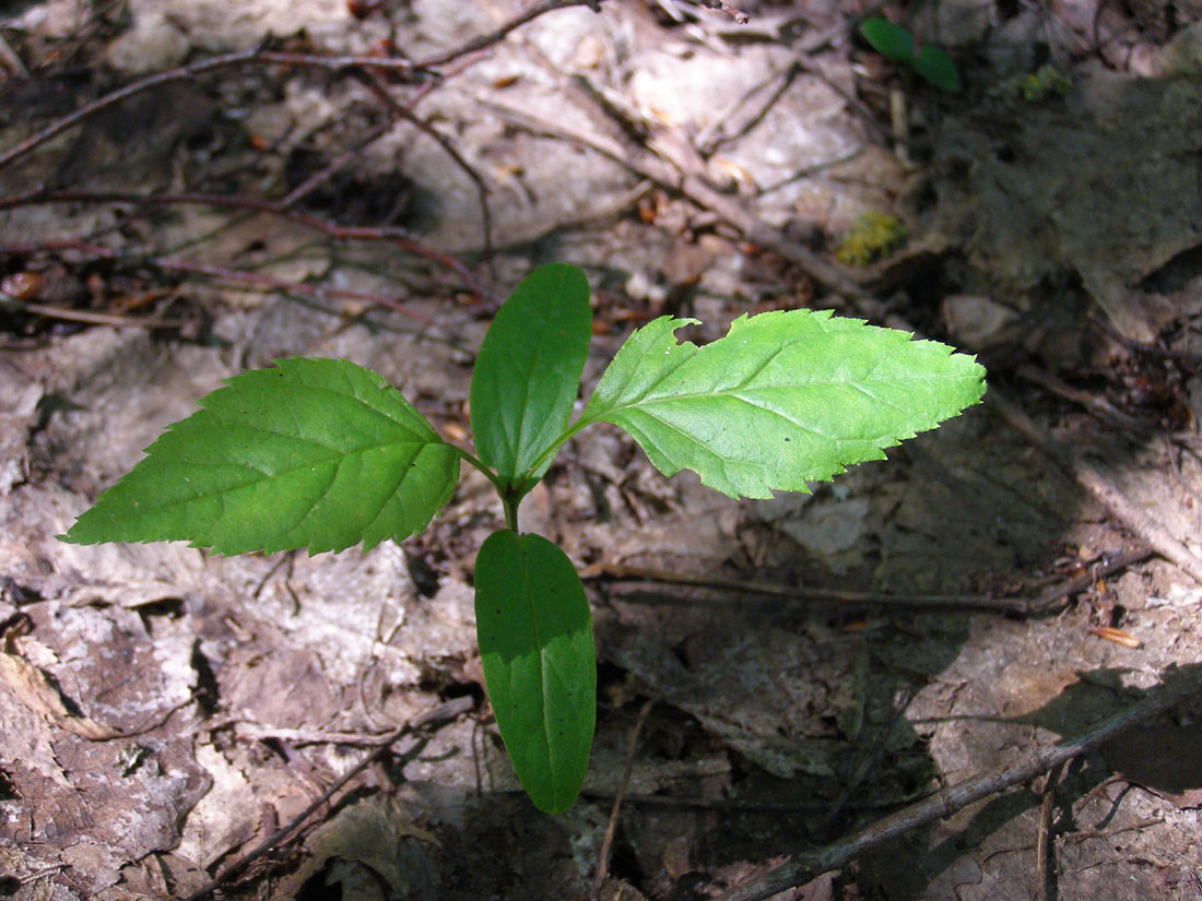 Изображение особи Fraxinus excelsior.