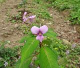 Impatiens macrovexilla. Верхушка цветущего растения. Китай, Гуанси-Чжуанский автономный р-н, окр. г. Яншо, край огорода. 06.04.2015.