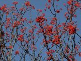 Sorbus sibirica