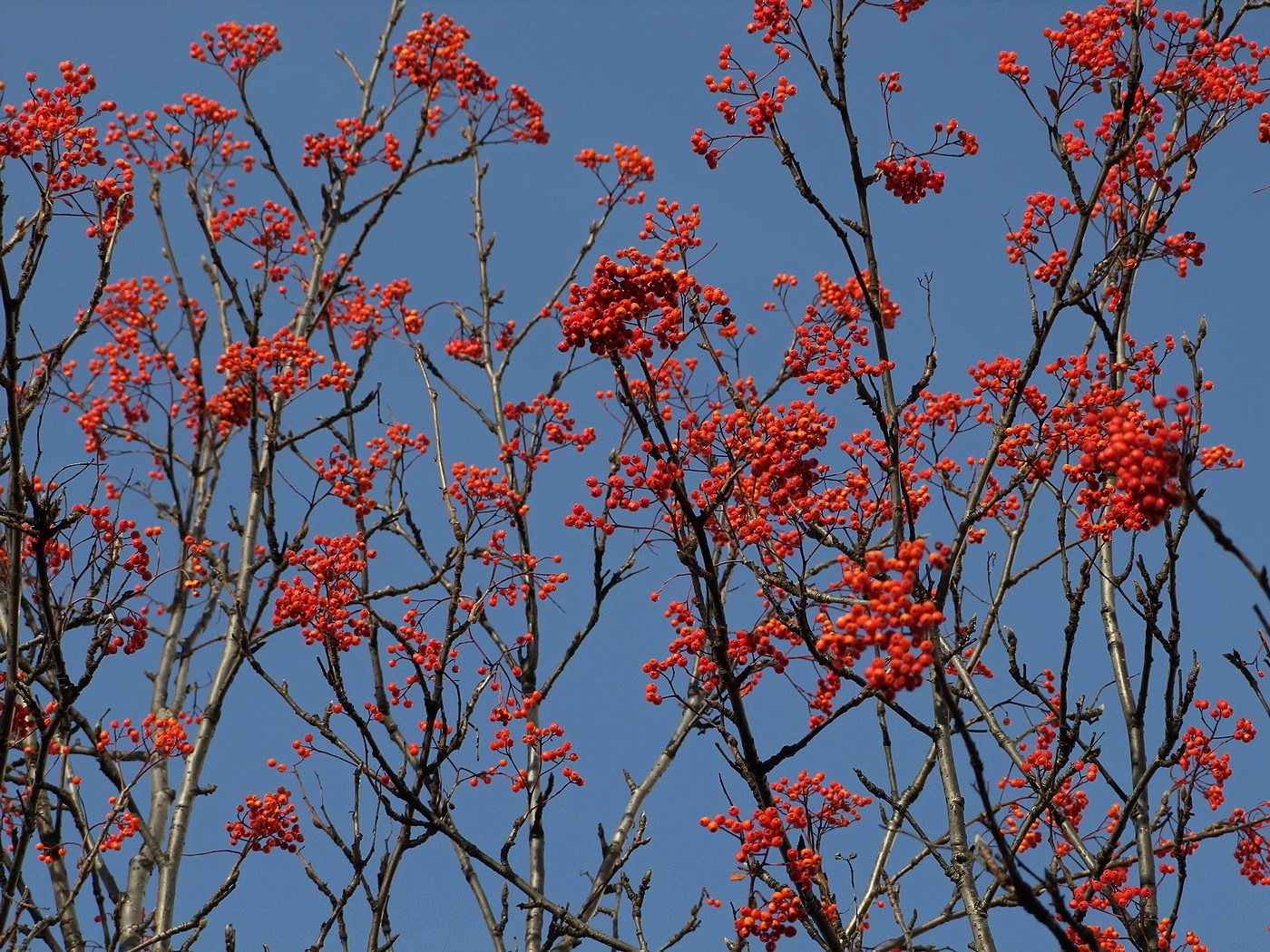 Image of Sorbus sibirica specimen.