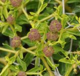 Euphorbia acanthothamnos