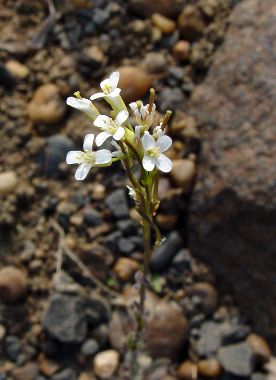 Изображение особи Arabis borealis.