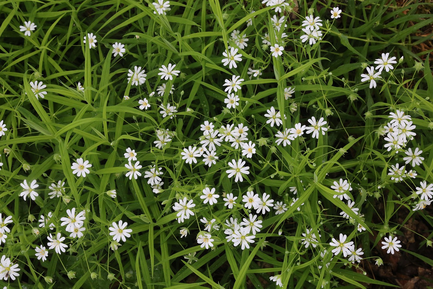 Изображение особи Stellaria holostea.