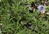 Globularia cordifolia. Прикорневые розетки и побеги с нераспустившимися и рапустившимся соцветиями. Испания, Каталония, пров. Жирона, комарка Сельва, муниципалитет Сускеда, окр. деревни Сант-Марти-Сакальм, 835 м н.у.м., близ растущей на выгоне куртины из Quercus ilex и Rubus ulmifolius. 08.05.2018.