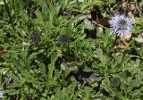 Globularia cordifolia