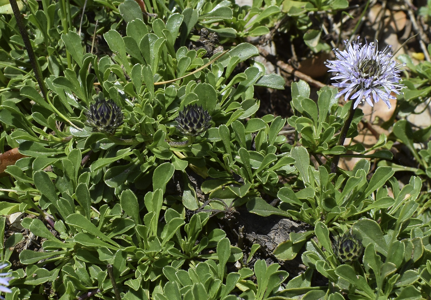 Изображение особи Globularia cordifolia.