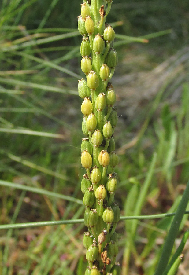 Image of Triglochin maritima specimen.