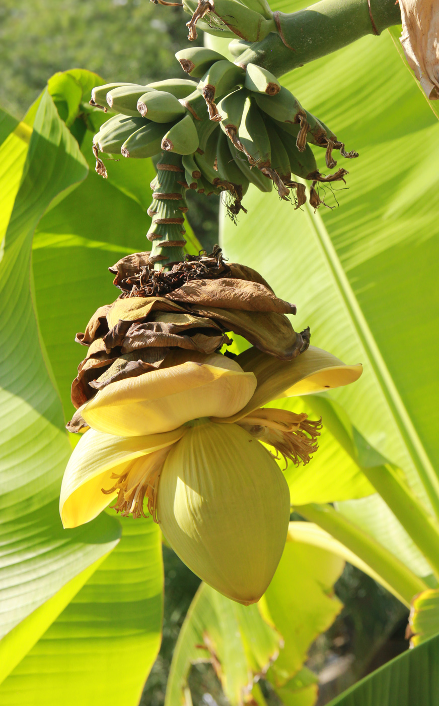 Image of Musa basjoo specimen.