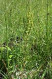 Rumex maritimus