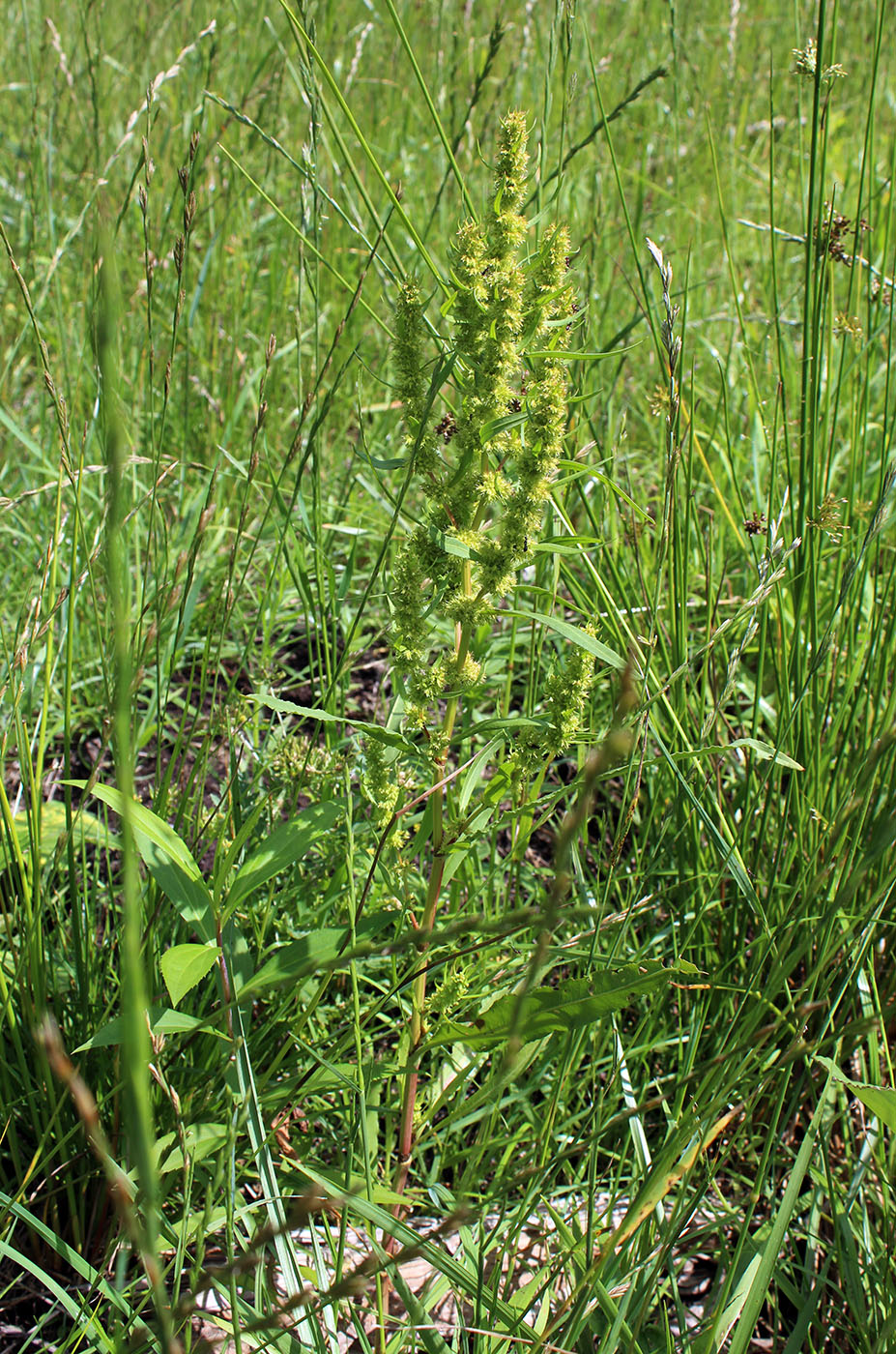 Изображение особи Rumex maritimus.