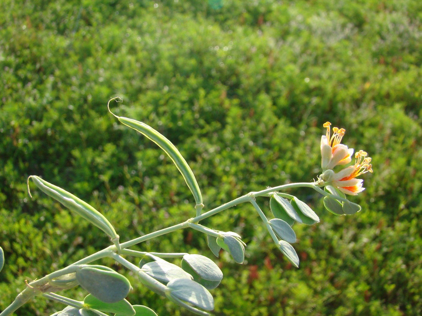 Изображение особи Zygophyllum miniatum.