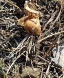 Allium moschatum