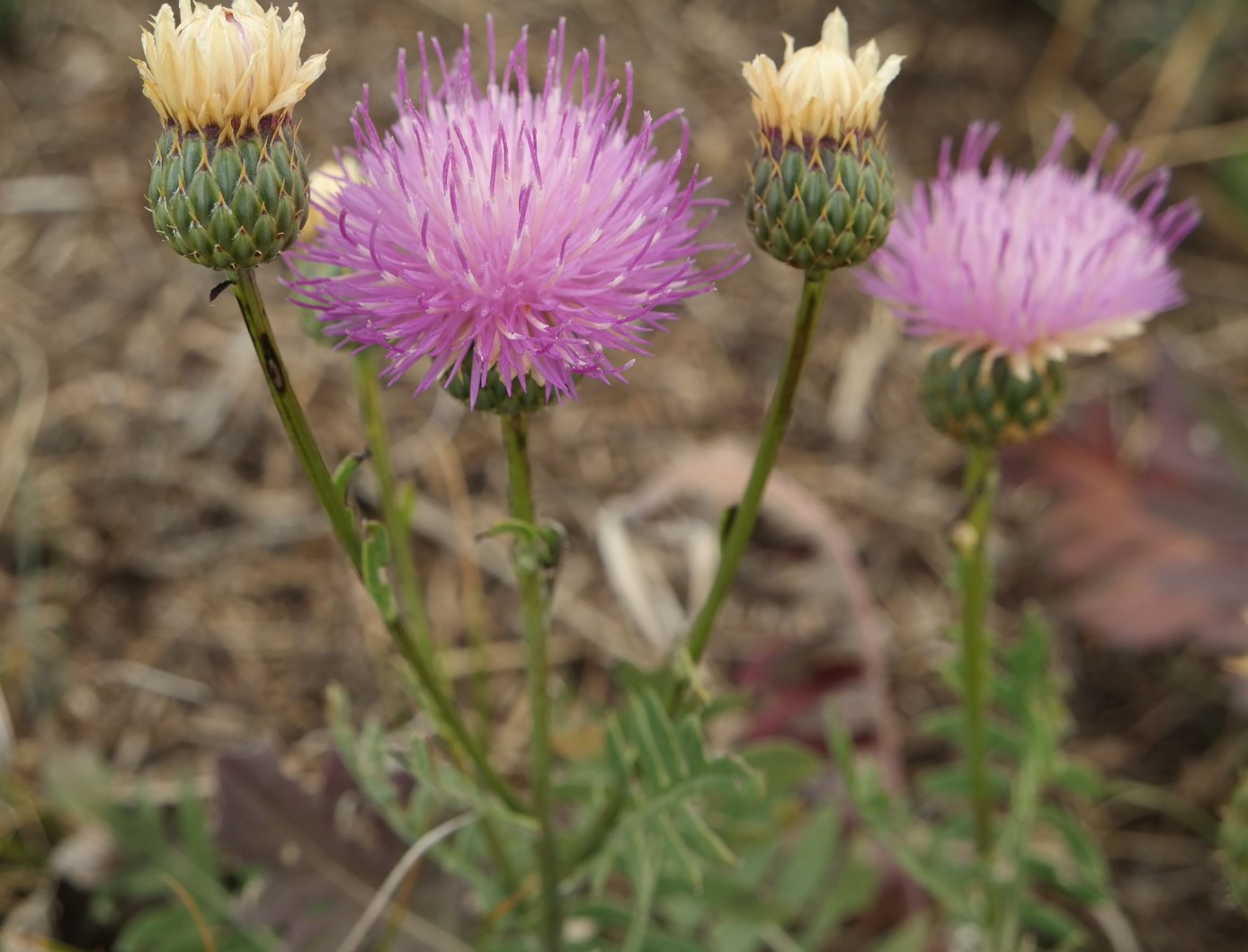 Image of Klasea radiata specimen.