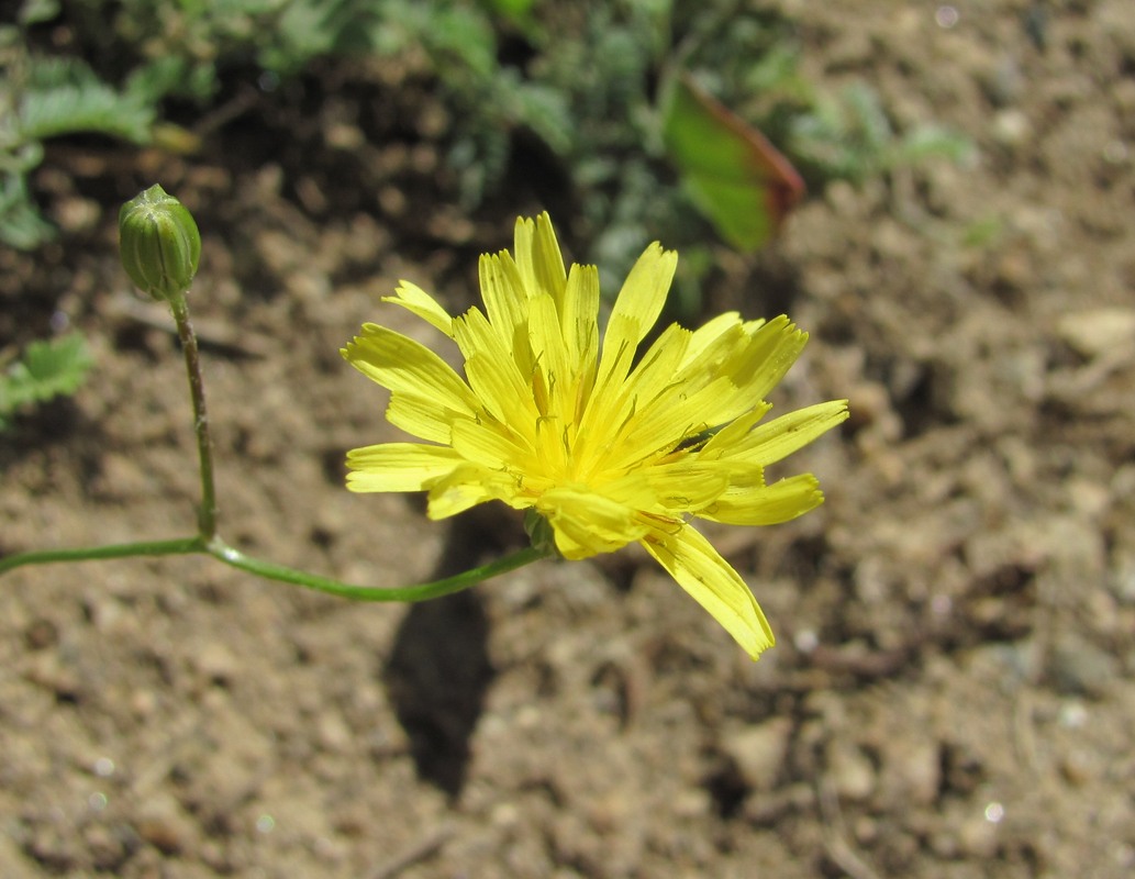 Изображение особи Crepis pulchra.