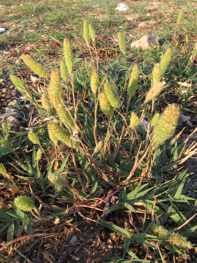 Image of Rostraria cristata specimen.