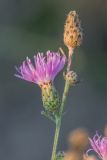 род Centaurea. Верхушка растения с раскрывшимся и нераскрывшимися соцветиями. Воронежская обл., Подгоренский р-н, окр. с. Белогорье, подножье меловой горы, на осыпи. 19.08.2018.