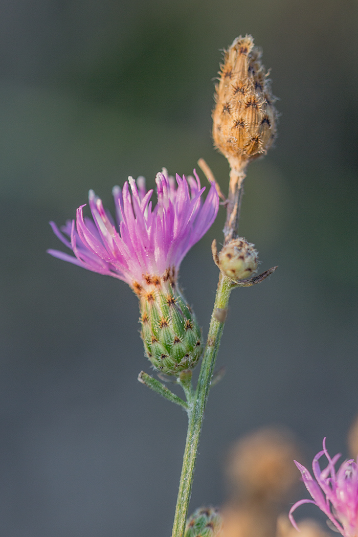 Изображение особи род Centaurea.