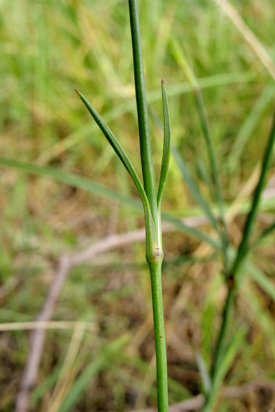 Изображение особи Petrorhagia prolifera.