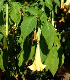 род Brugmansia. Цветущий побег. Черногория, г. Херцег-Нови (Herceg Novi), в культуре. Июль 2017 г.