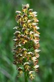 Orchis × calliantha