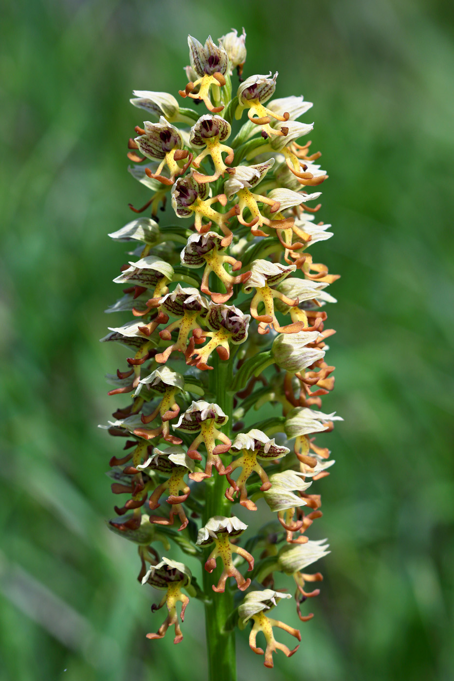 Изображение особи Orchis &times; calliantha.