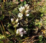 Gentianella biebersteinii. Цветущее растение. Кабардино-Балкария, верховья р. Малка, урочище Джилы-Су, ≈ 2400 м н.у.м. 09.09.2018.