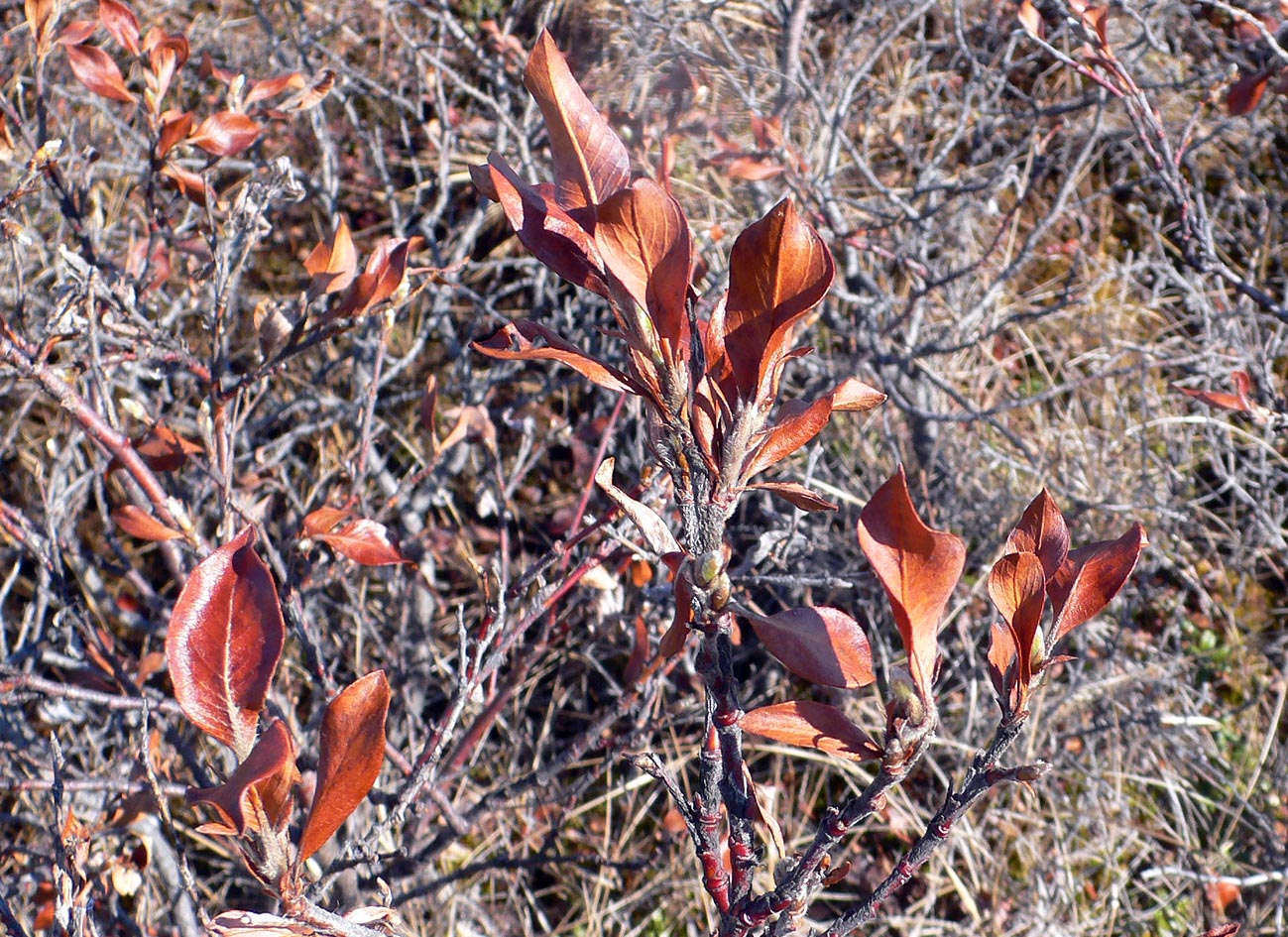 Image of genus Salix specimen.