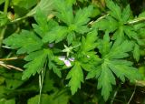 Geranium sibiricum