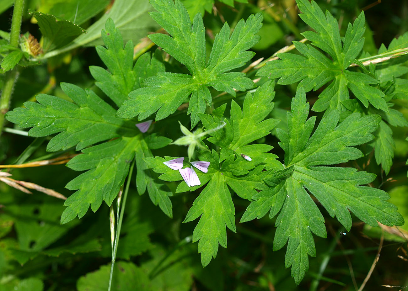 Image of Geranium sibiricum specimen.