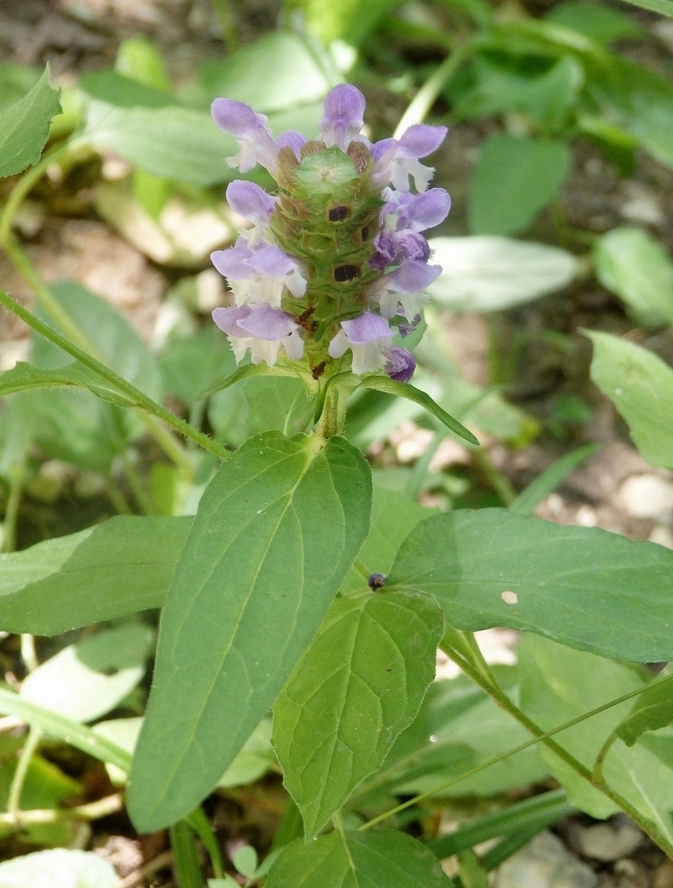 Image of Prunella vulgaris specimen.