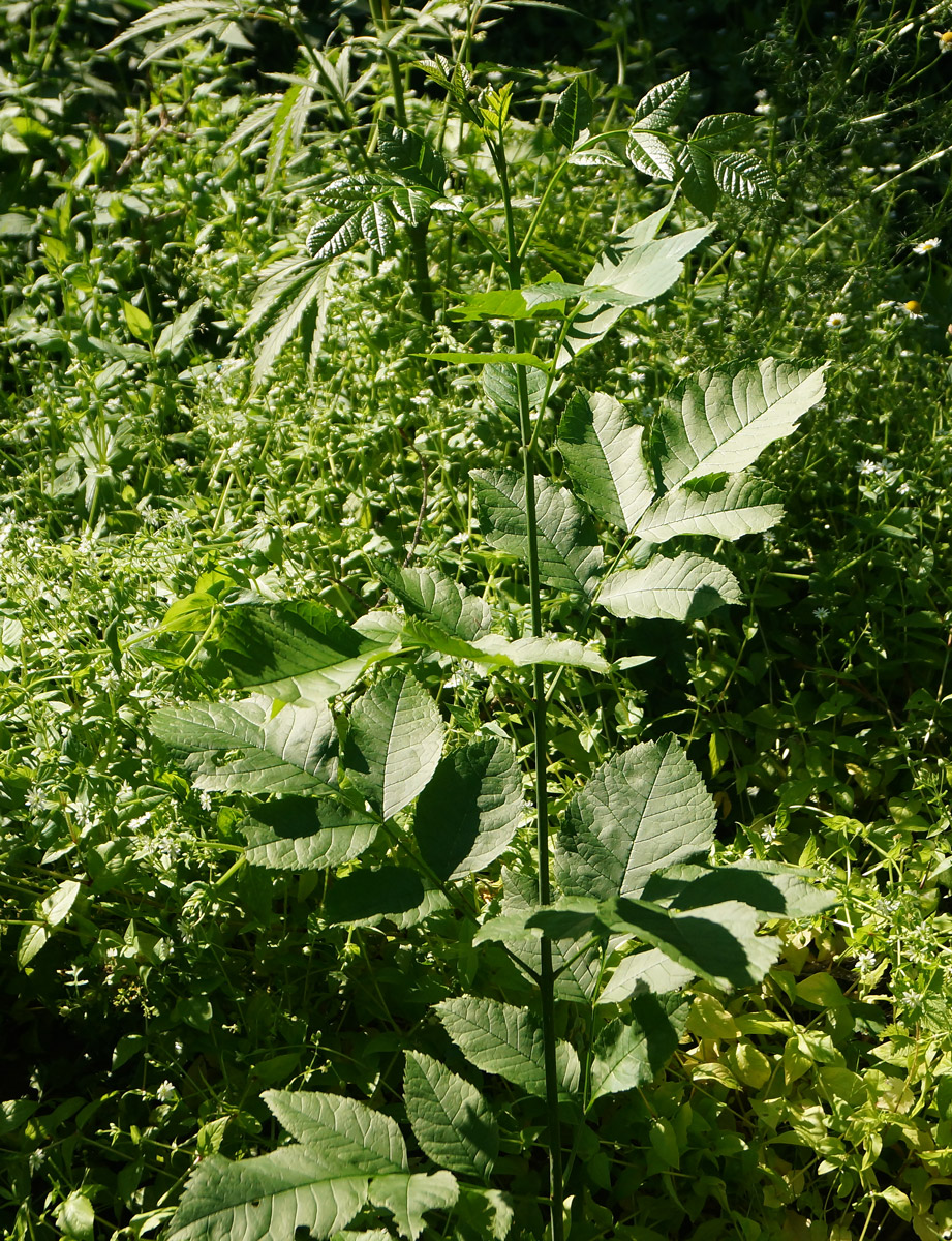 Image of Fraxinus pennsylvanica specimen.