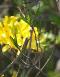 Rhododendron luteum. Побеги с молодой листвой. Северная Осетия, север Осетинской равнины, пойма р. Курентедон. 08.05.2010.