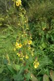 Verbascum pyramidatum. Верхушка зацветающего растения. Карачаево-Черкесия, окр. пос. Нижний Архыз, Нижне-Архызский историко-архитектурный и археологический комплекс, луг. 12.09.2018.