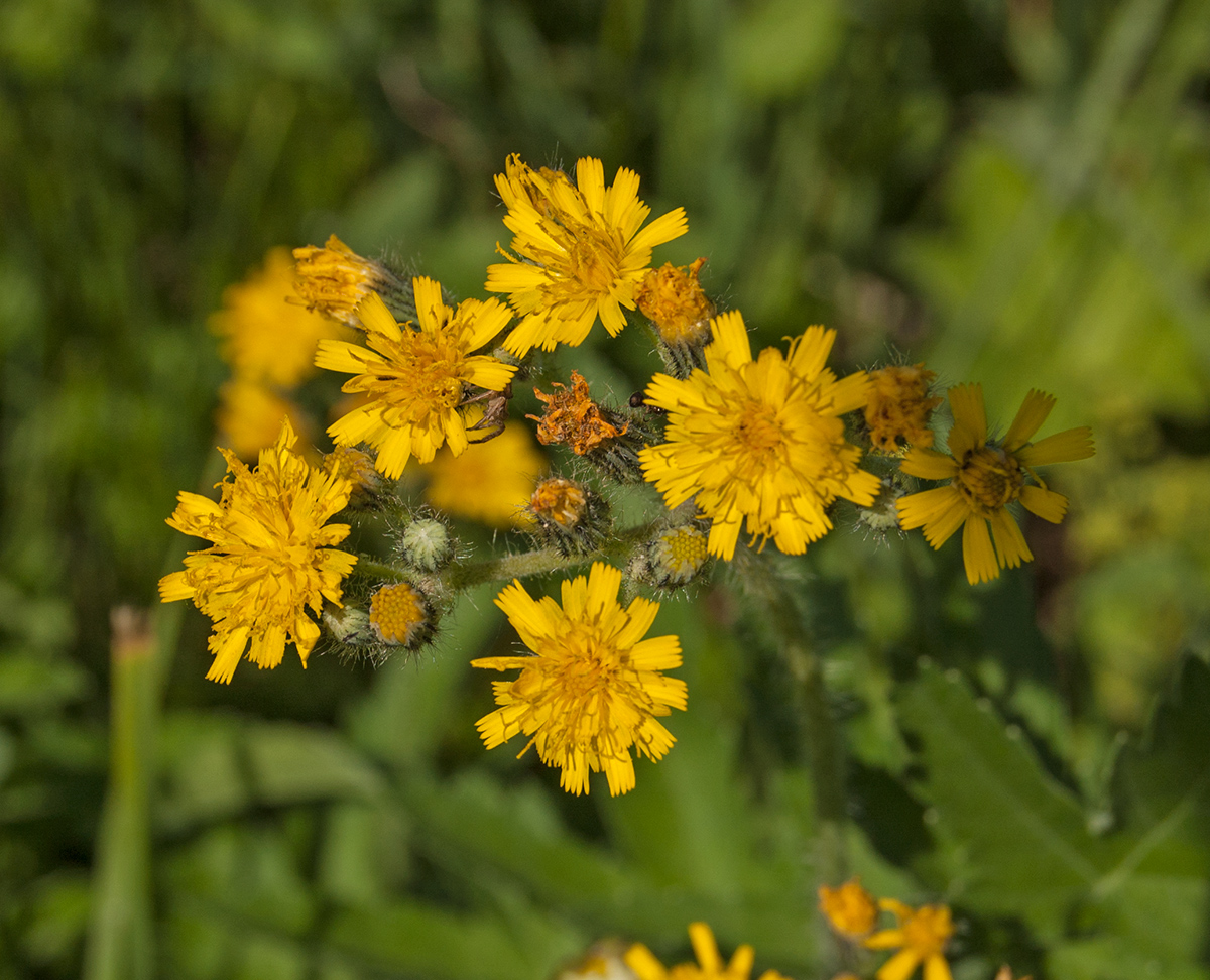 Изображение особи Pilosella cymosa.