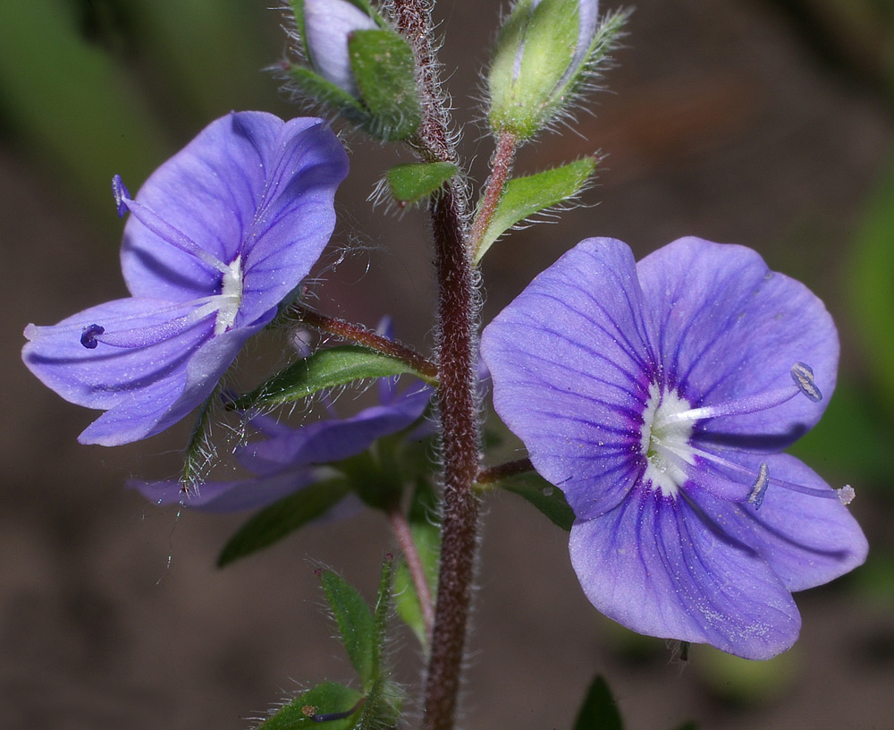 Image of Veronica chamaedrys specimen.