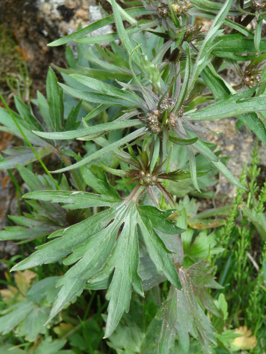 Image of genus Ranunculus specimen.